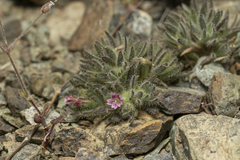 Bolanthus confertifolius