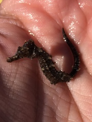 Hippocampus guttulatus