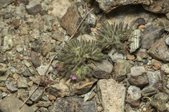 Bolanthus confertifolius