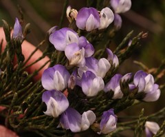 Psoralea congesta