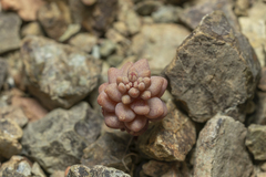 Sedum eriocarpum caricum
