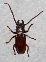 Cacodacnus planicollis