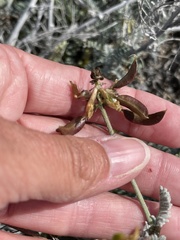 Astragalus nevinii