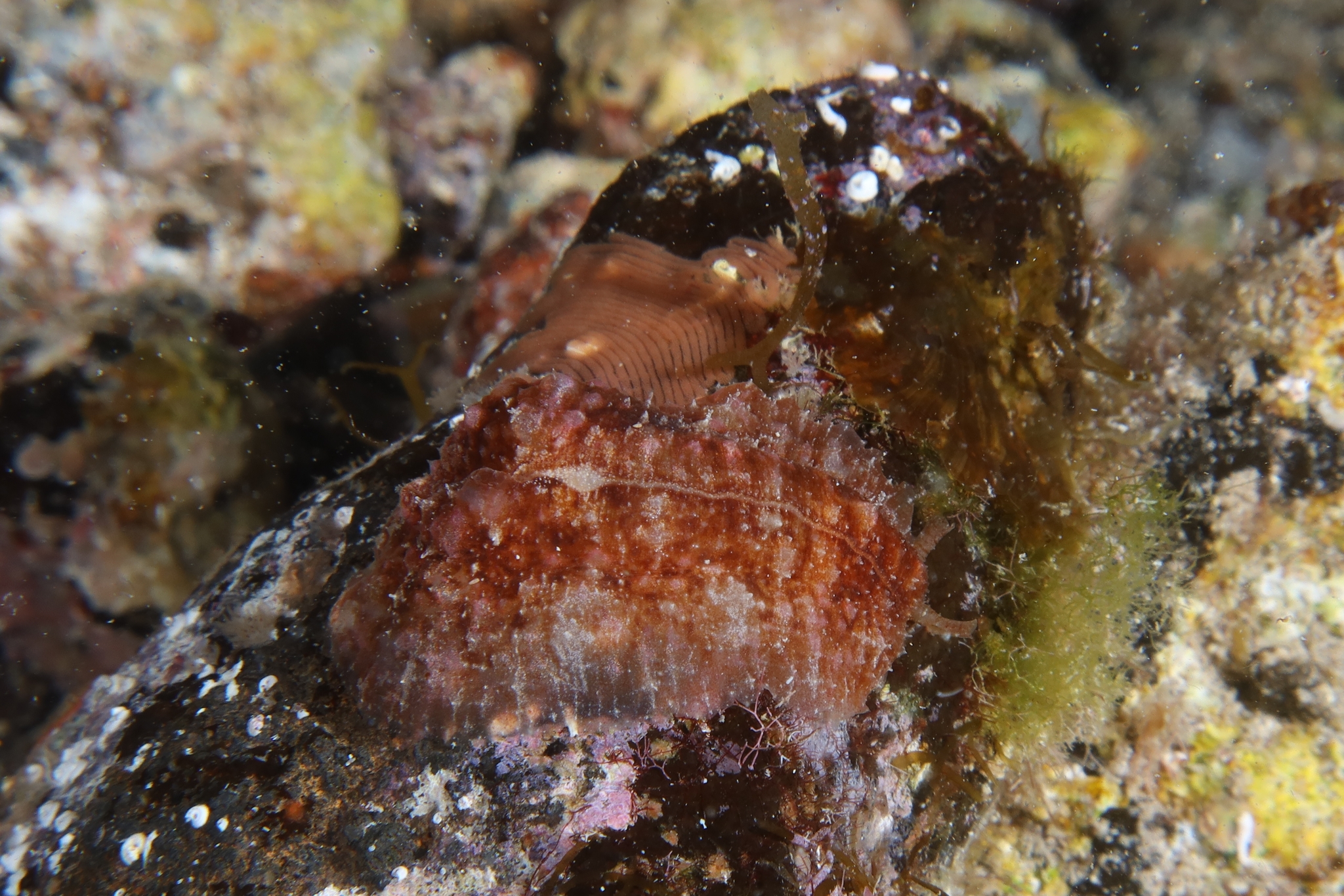 Dolabrifera edmundsi