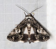 Aedia acronyctoides