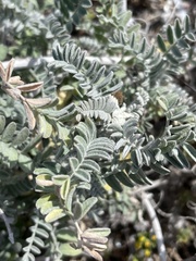 Astragalus nevinii