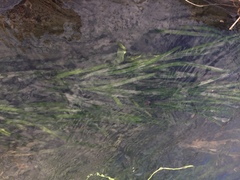 Vallisneria nana