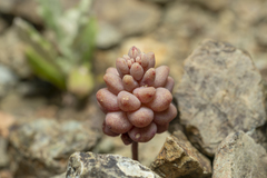 Sedum eriocarpum caricum