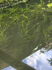 Stuckenia pectinata