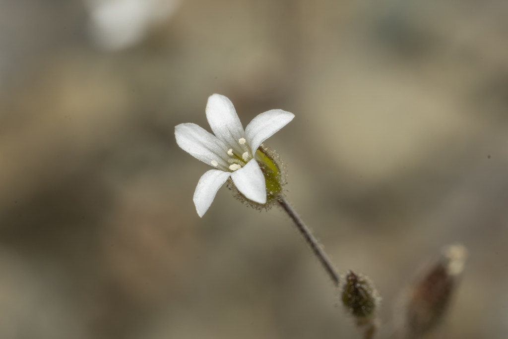Rhodian Sandwort