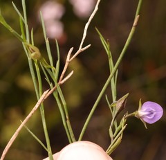 Psoralea oreophila