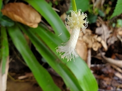 Carex fraseriana