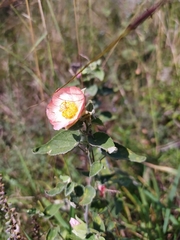 Callianthe pauciflora