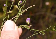 Psoralea oreophila