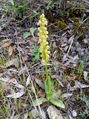 Orchis anthropophora image