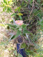 Callianthe pauciflora