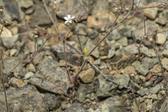 Arenaria rhodia