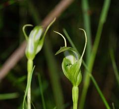 Pterostylis lustra