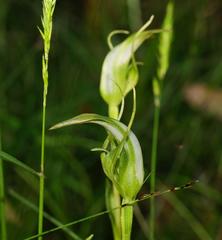 Pterostylis lustra