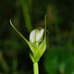 Pterostylis lustra