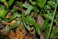 Pterostylis lustra