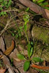 Pterostylis lustra