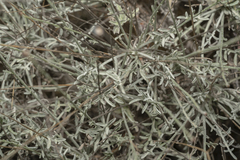 Centaurea cariensis maculiceps