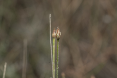 Centaurea cariensis maculiceps