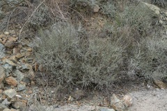 Centaurea cariensis maculiceps