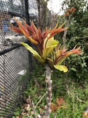 Ailanthus altissima