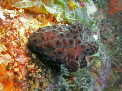 Coriocella