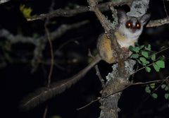 Moholi Bushbaby photo 2