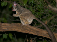 Moholi Bushbaby photo 3