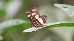 Metamorpha elissa