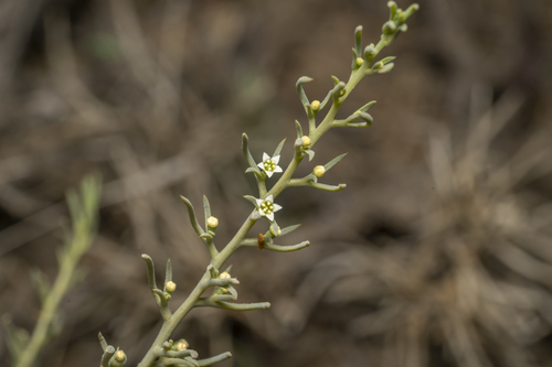 Image of Thesium bergeri by (c) Eleftherios Katsillis, some rights reserved (CC BY)
