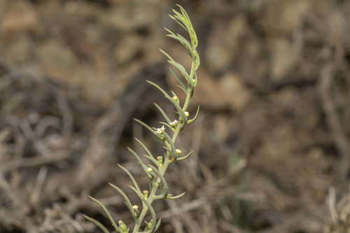 Image of Thesium bergeri by (c) Eleftherios Katsillis, some rights reserved (CC BY)