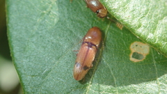 Aeolus signatipennis