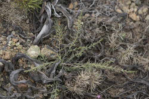 Image of Thesium bergeri by (c) Eleftherios Katsillis, some rights reserved (CC BY)