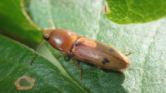 Aeolus signatipennis