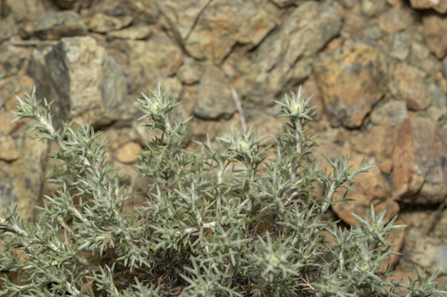 Image of Anthemis rhodensis by (c) Eleftherios Katsillis, some rights reserved (CC BY)