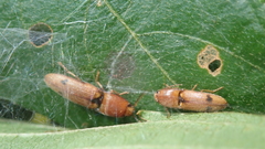 Aeolus signatipennis