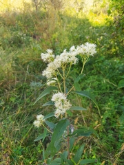 Austroeupatorium