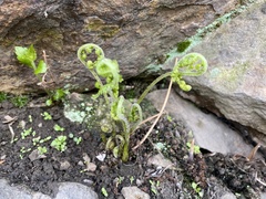 Deparia acrostichoides