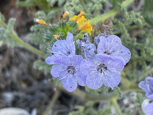 many-flowered phacelia (Phacelia floribunda)