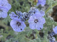 Phacelia floribunda