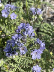 Phacelia floribunda