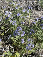 Phacelia floribunda