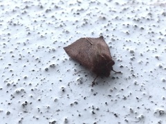 Orthosia transparens