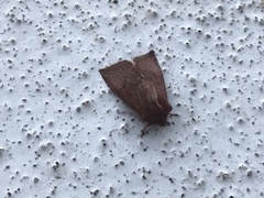 Orthosia transparens