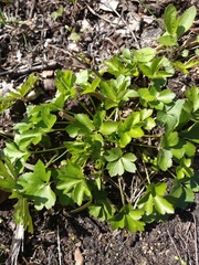 Sanicula canadensis canadensis
